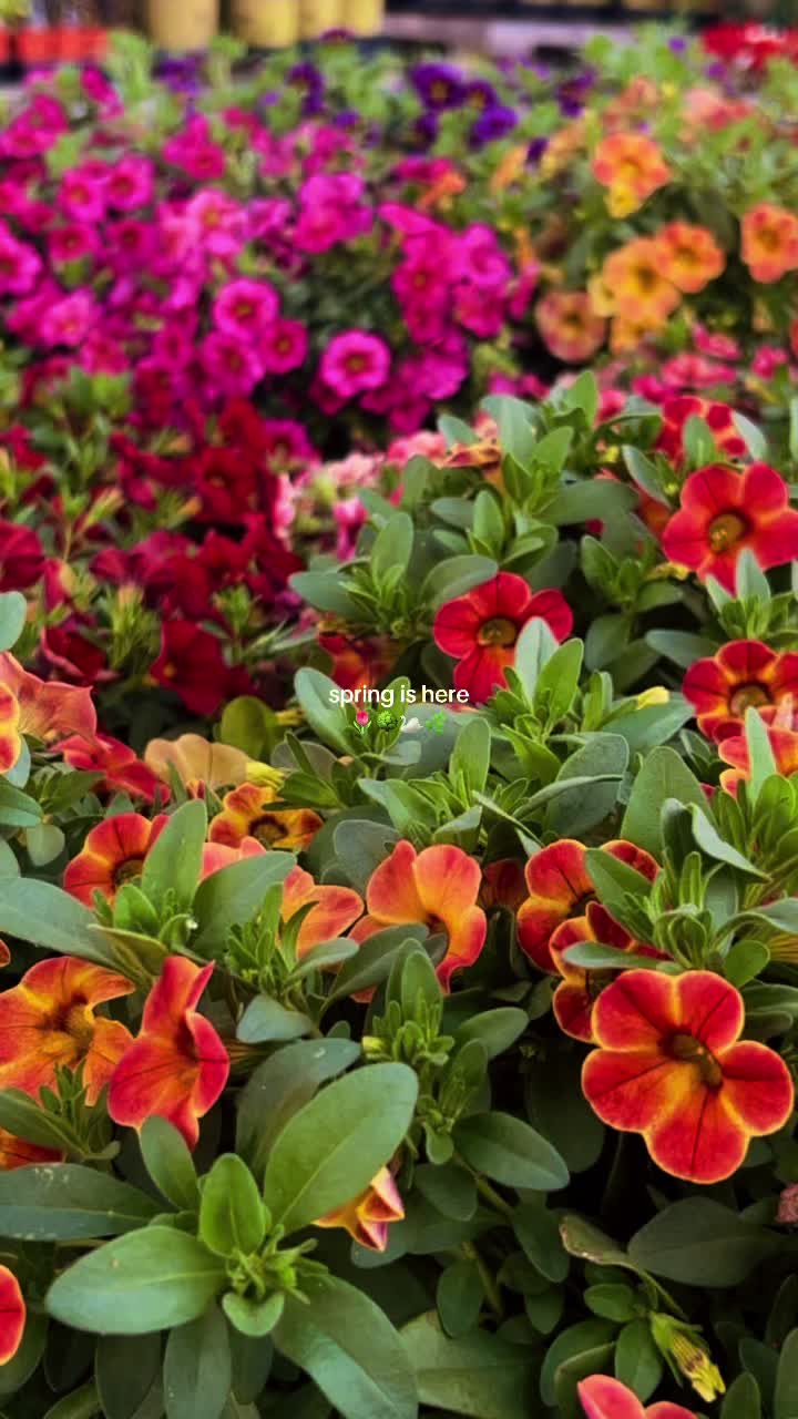 @DeadlyandGrowing 🎀🪶🪩🌸
