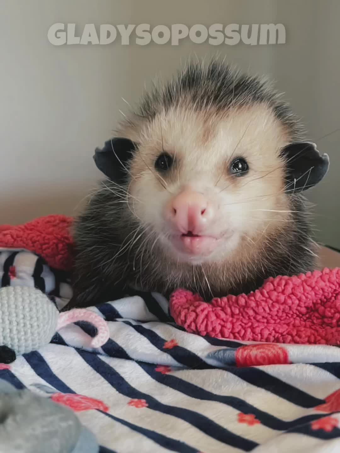 @GladysOpossum
