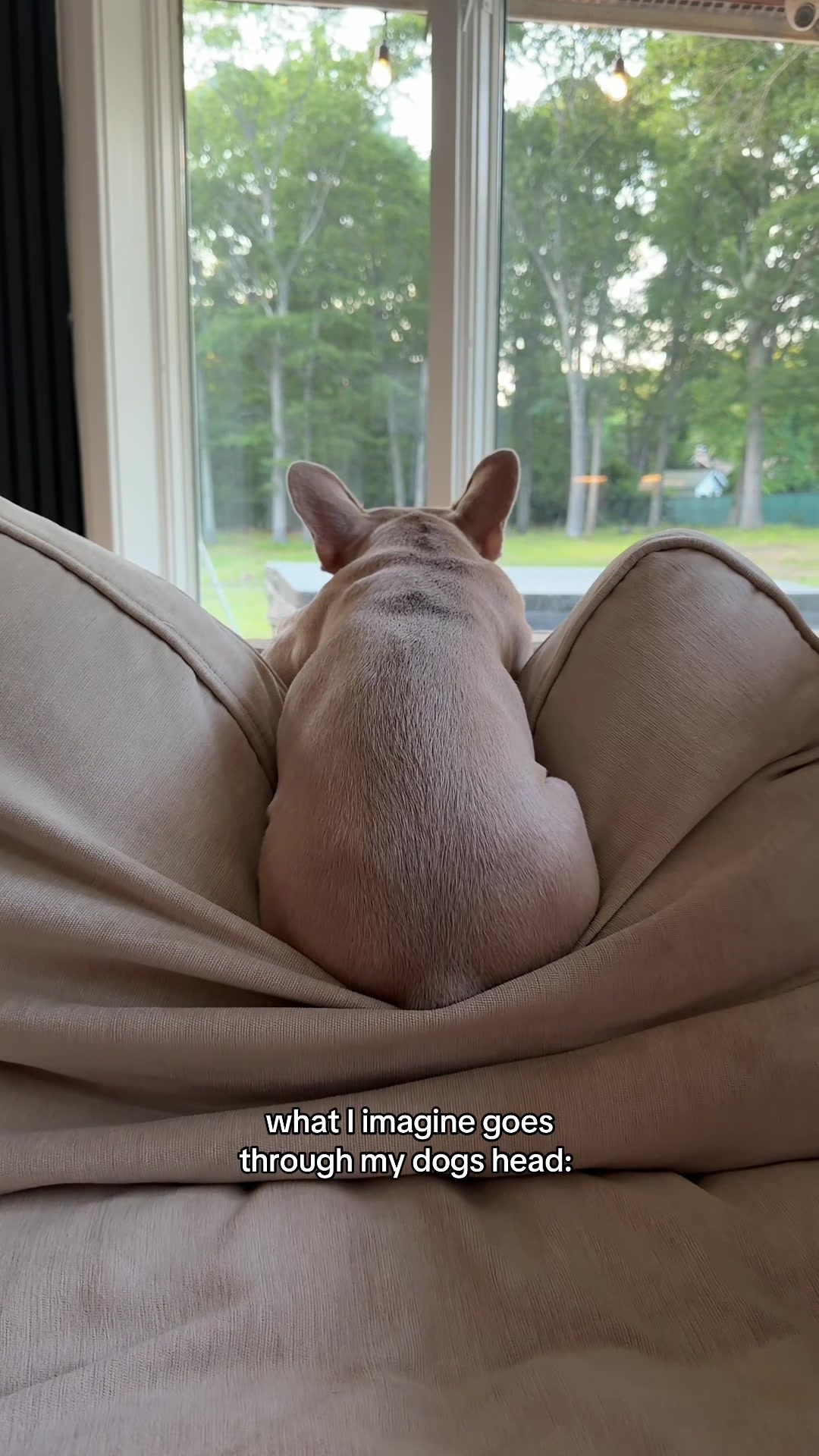 @Winston & Charlie 🐾