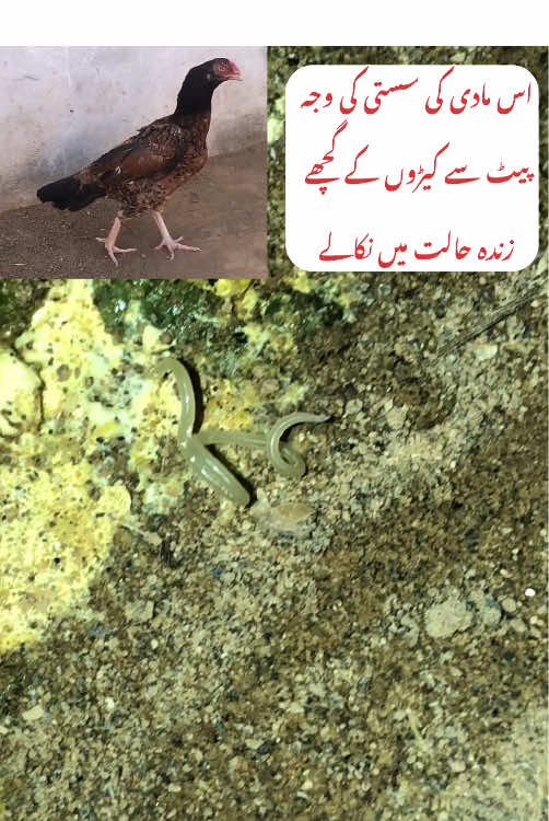 @Poultry Markaz