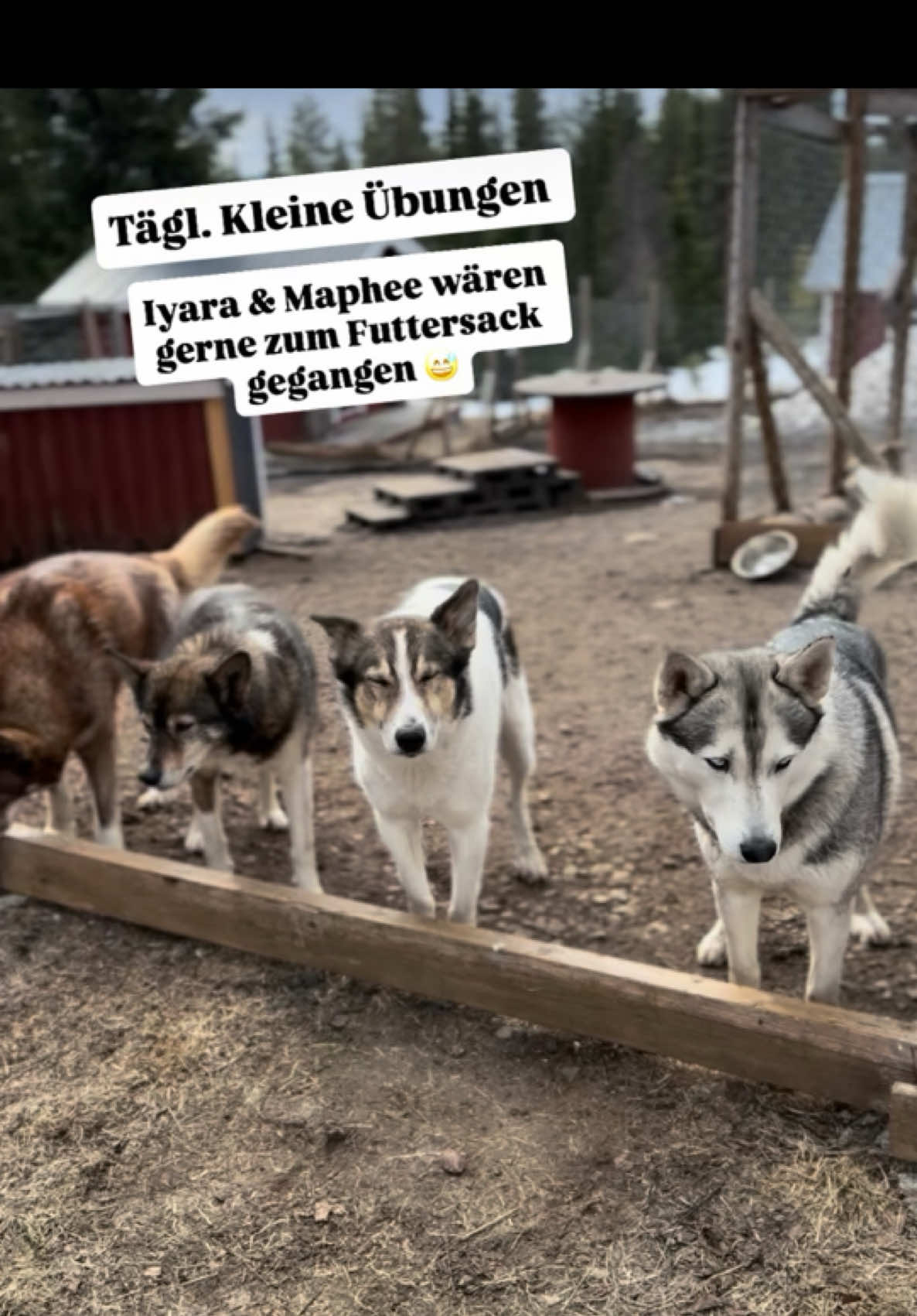 @Mehrere Hunde, ein Team!