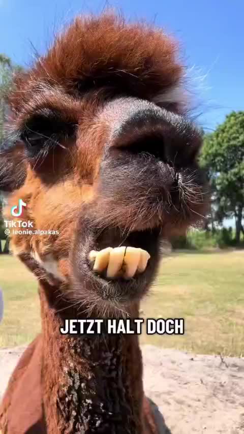 @Hedi