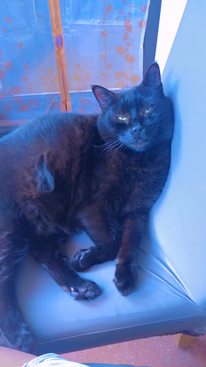 @♥️Katzenmama♥️