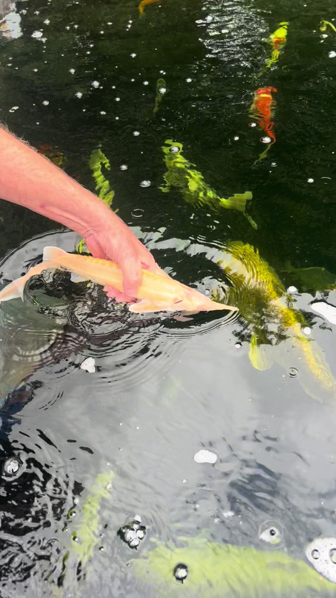 @Kev’s Koi
