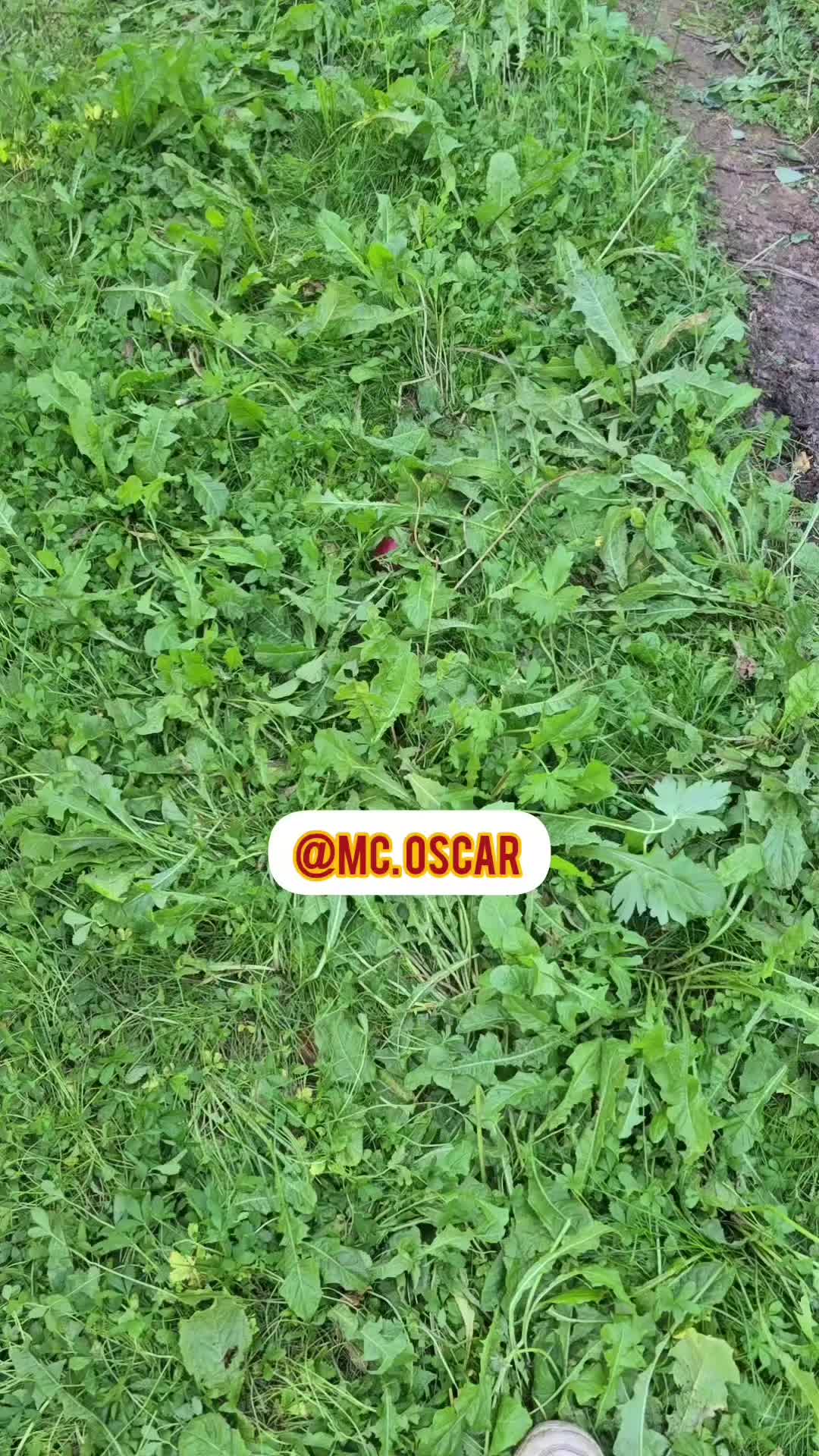 @MC OSCAR