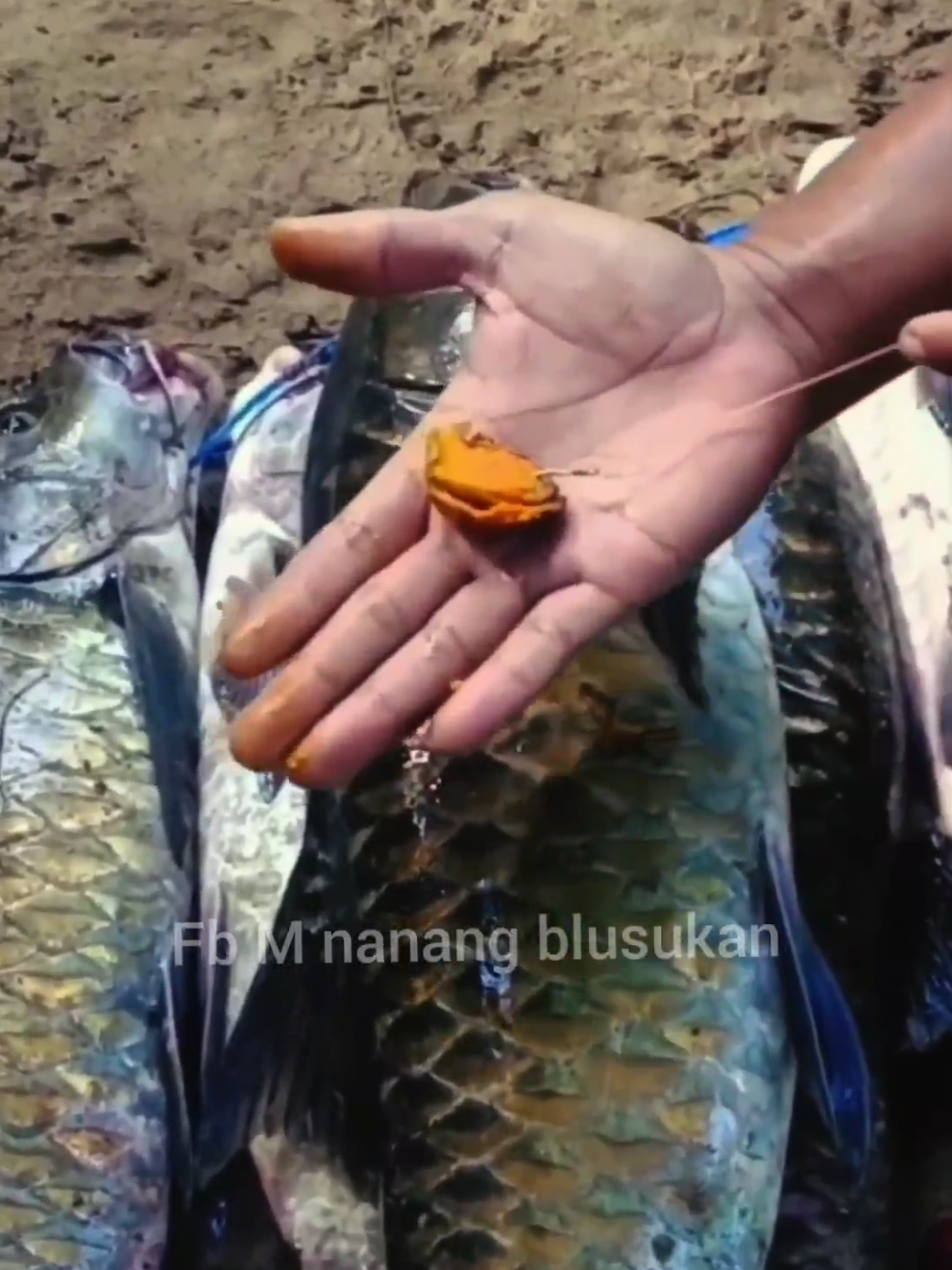 @Pemancing blusukan