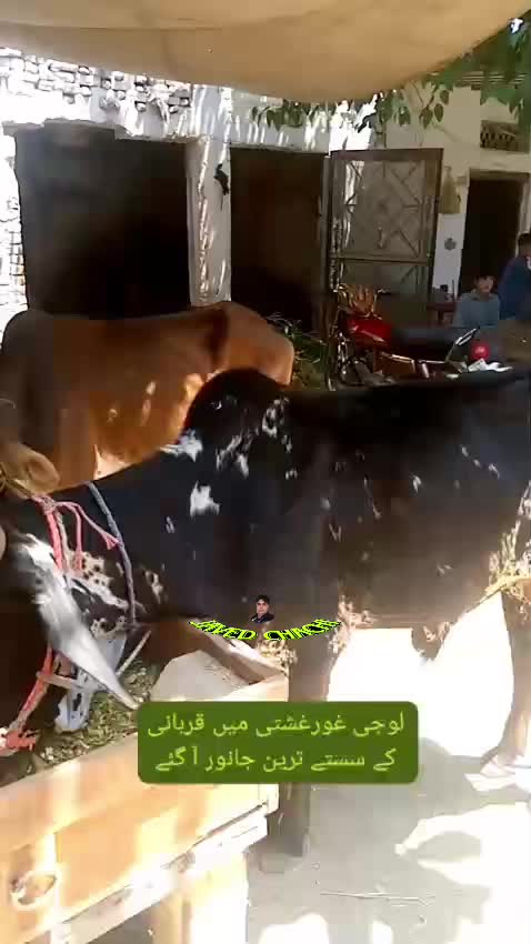 @جاويد چهـاچهـى