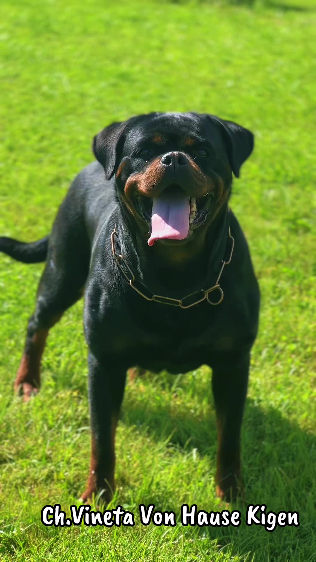 @🇱🇻Kennel HOFZUMBERG🇱🇻