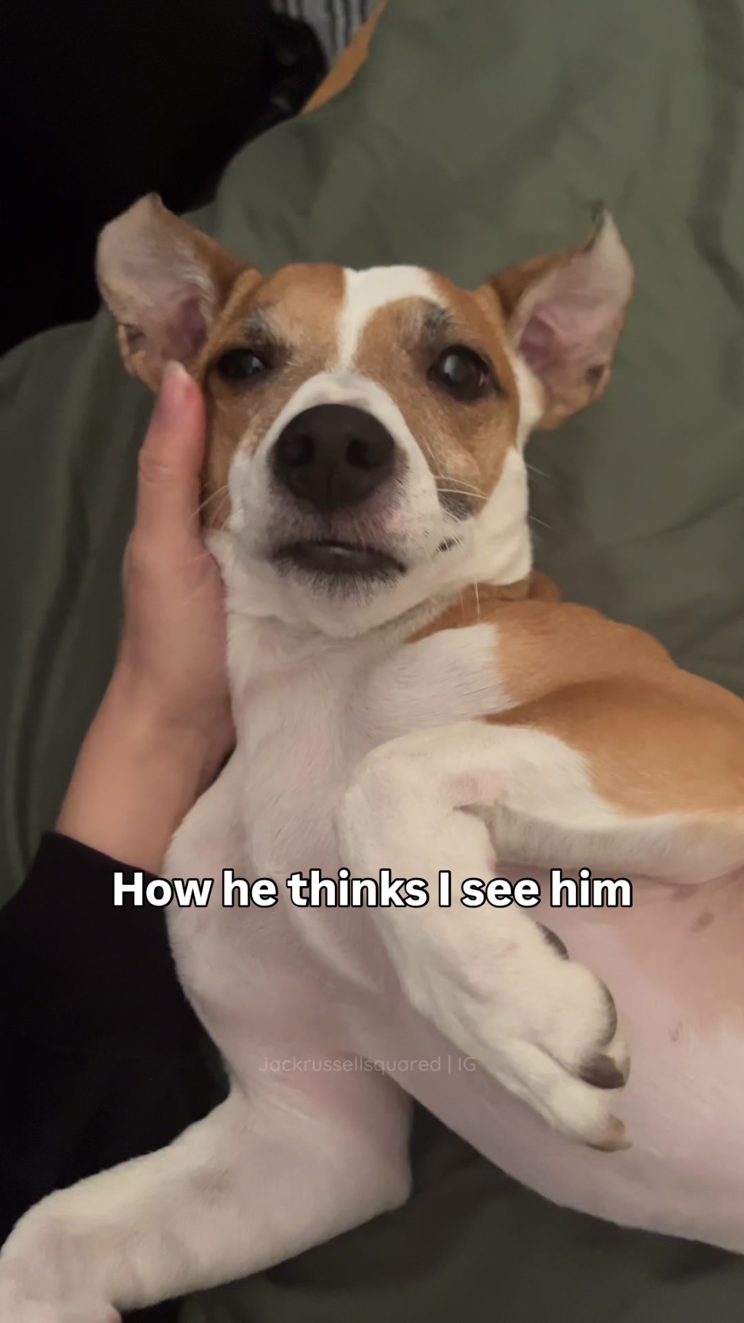 @jackrussellsquared