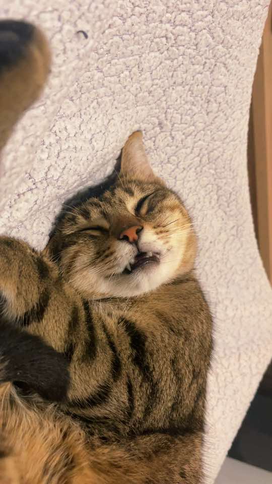 @Gatitos Gatetes