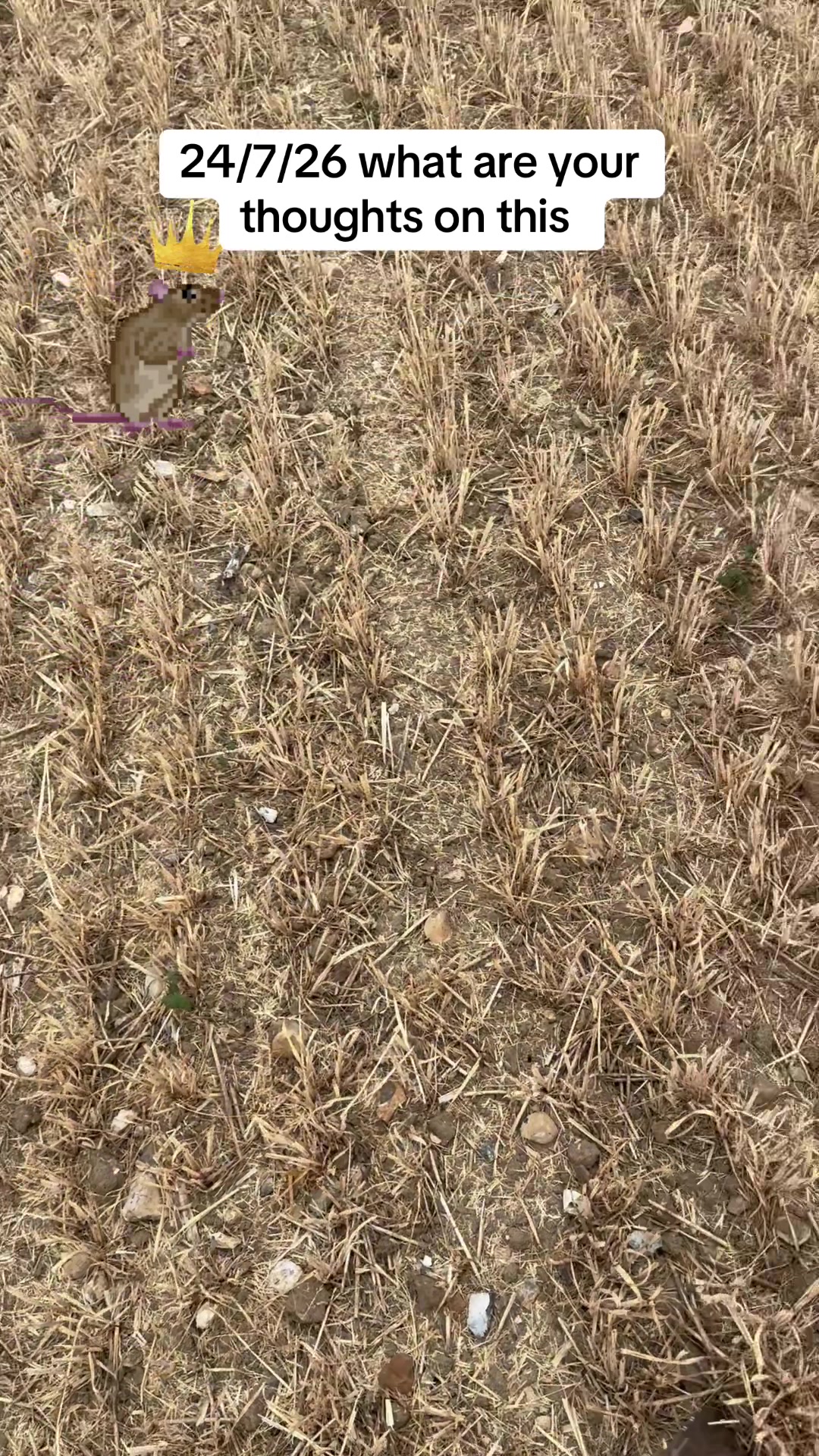 @SirKingRat