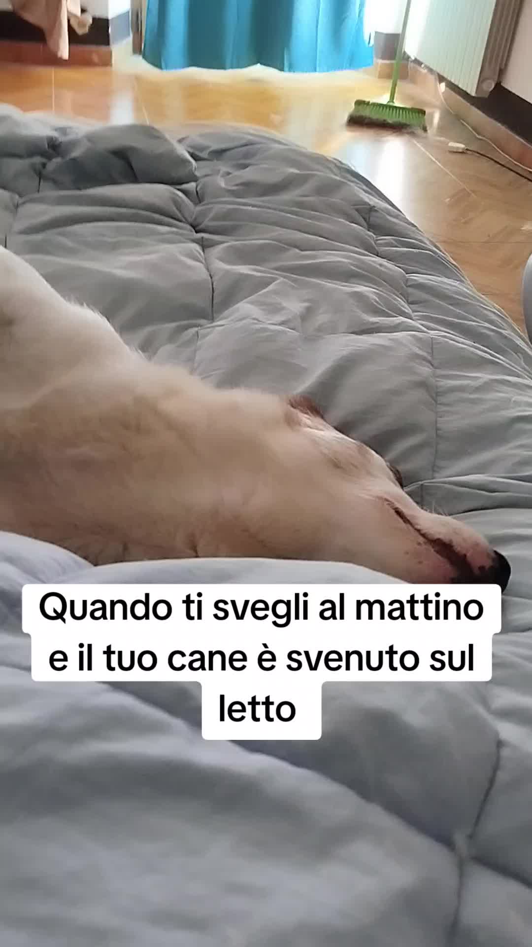 @ho.adottato.un.canesordo