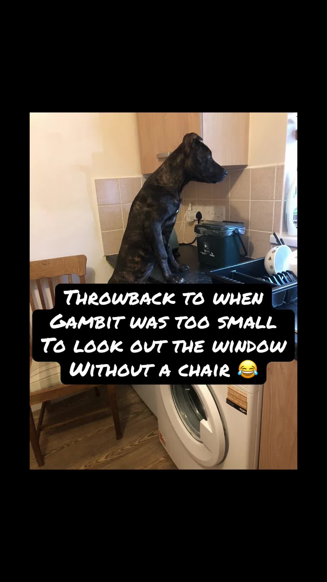 @TheCatandDogTeam