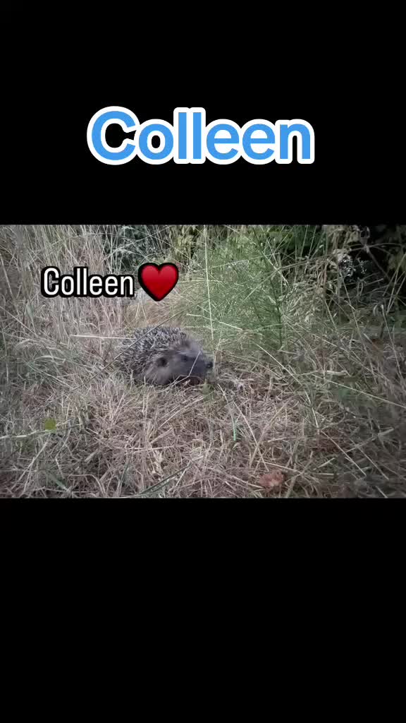 @Ryston Rachel's Hedgehog Hotel