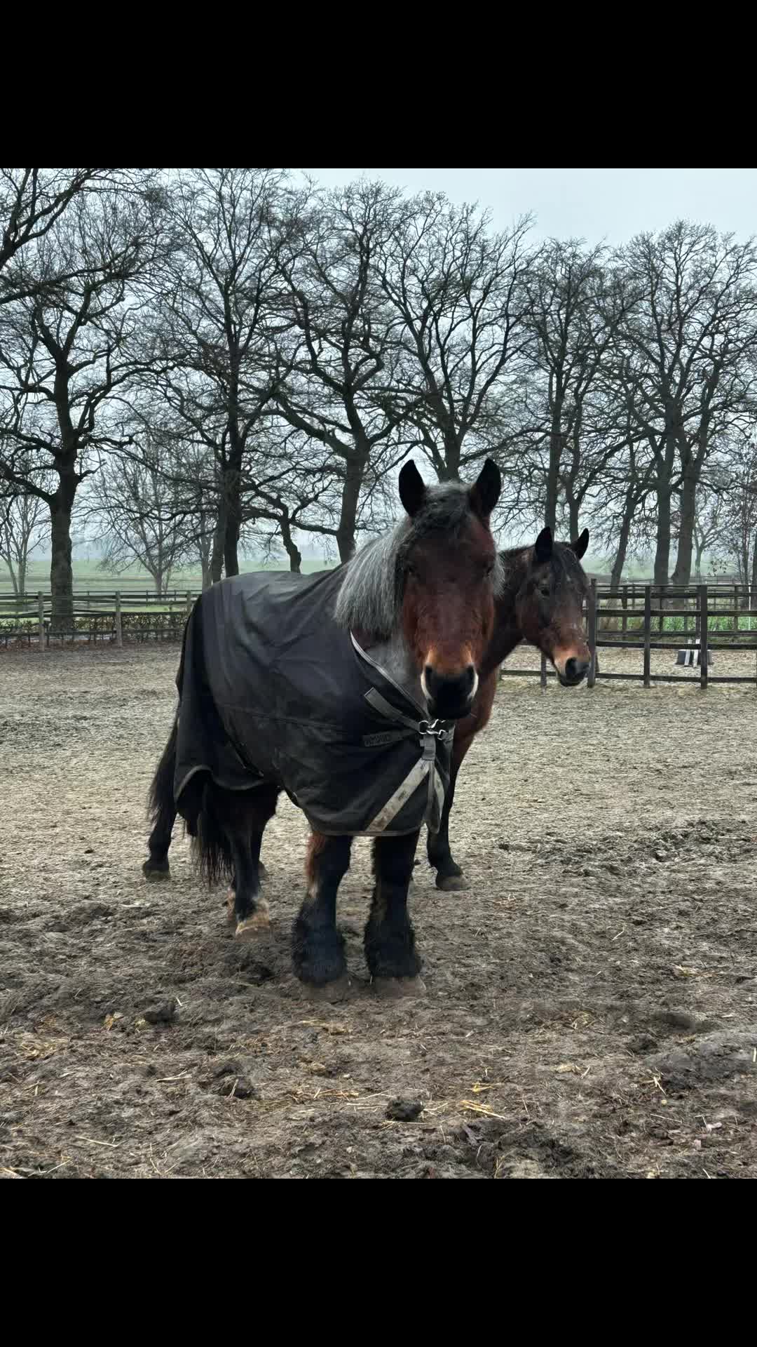 @hortensja_may_quincy