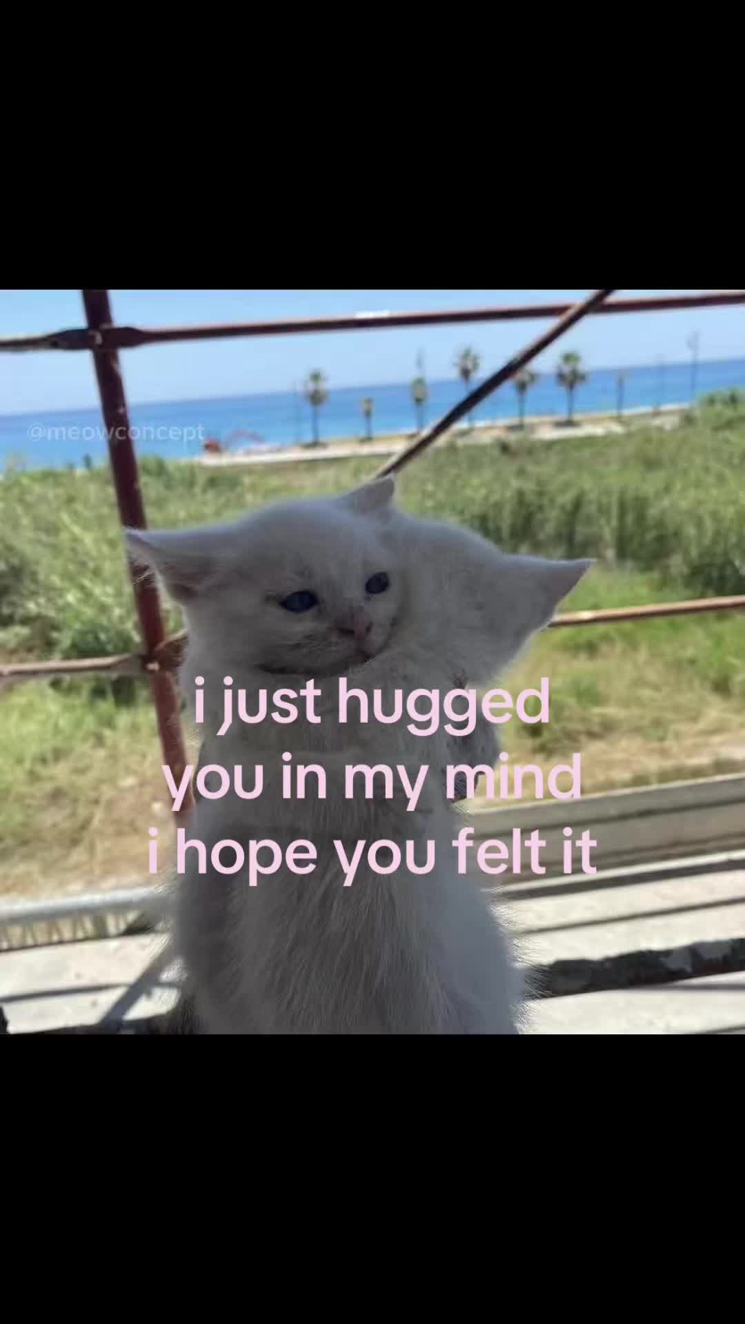 @meowconcept