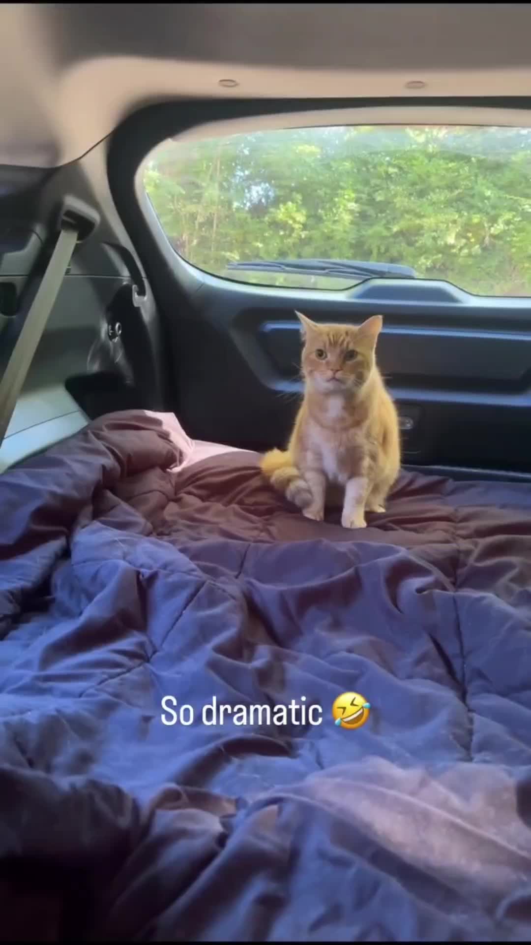 @Pets Mania