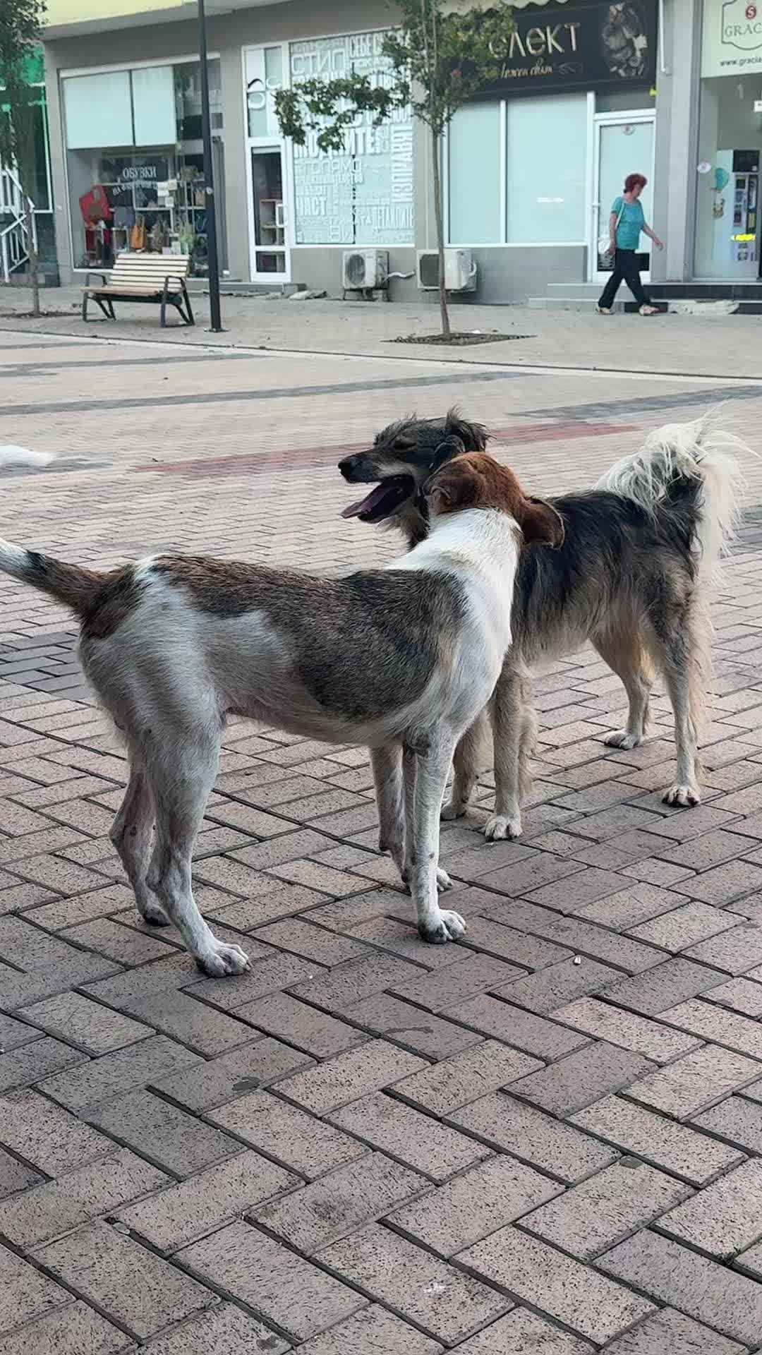 @Bahadır çıldır