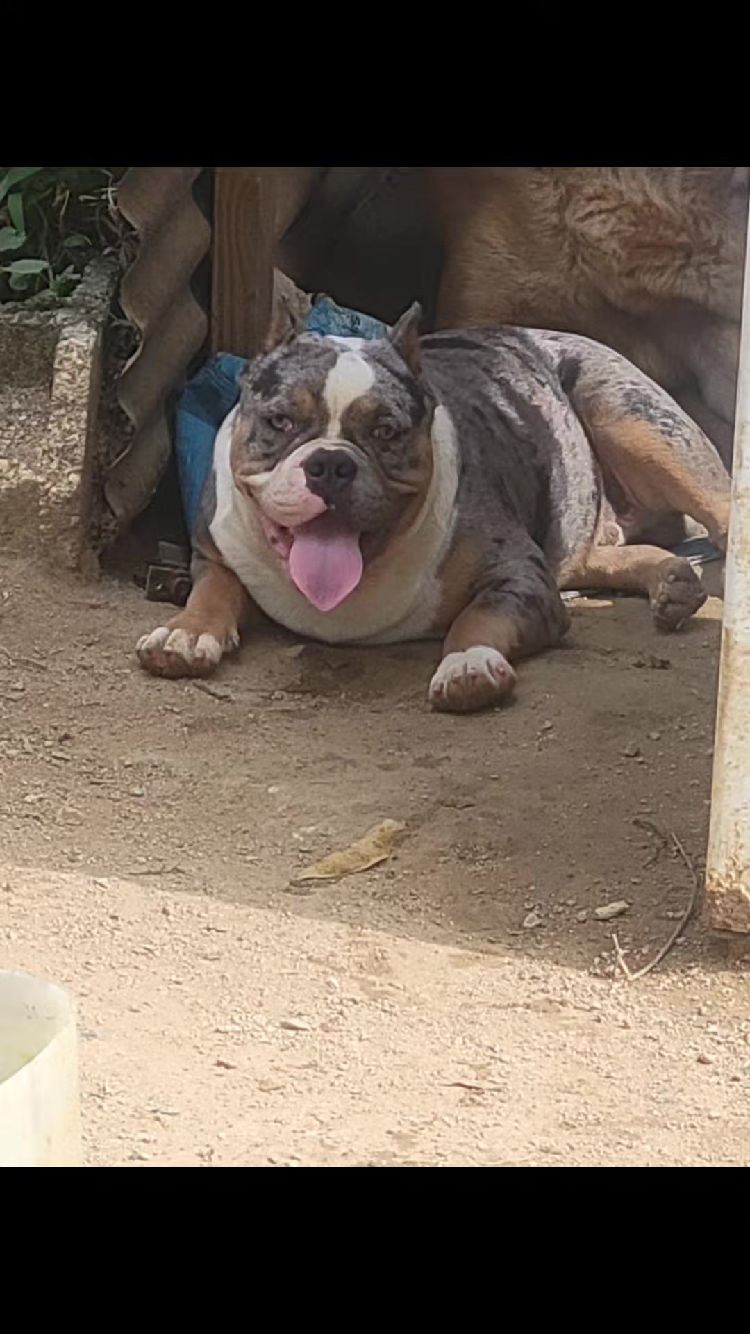 @machinesquad kennel