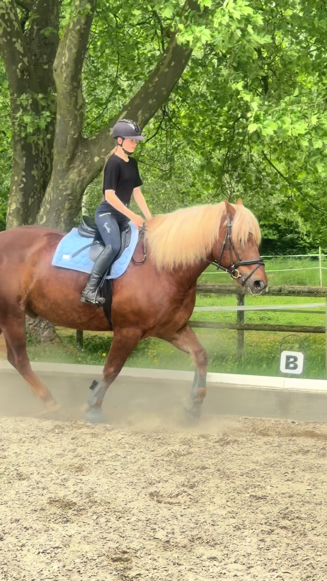 @_.coldblood.dressage_