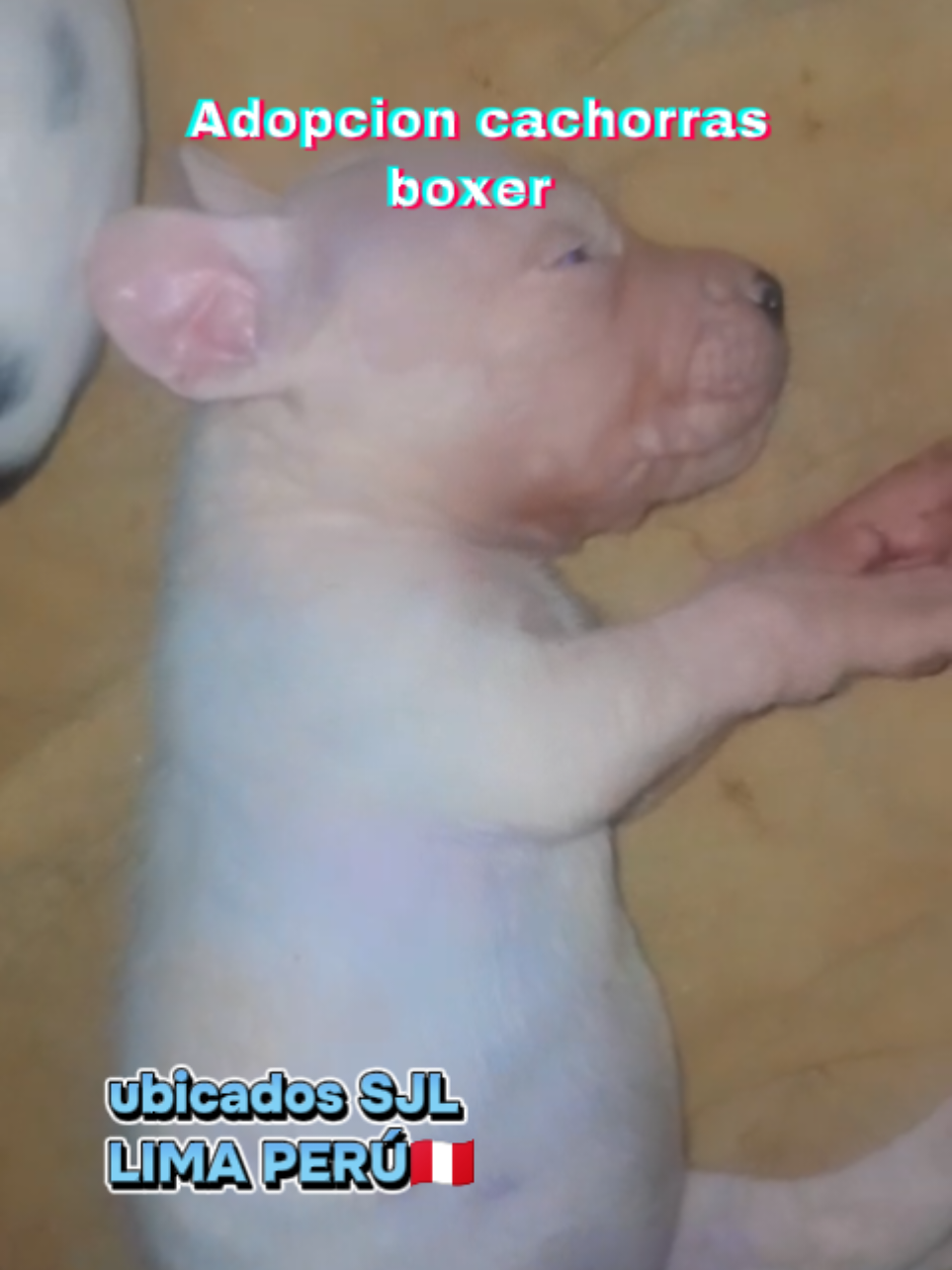 @Perritos Voladores