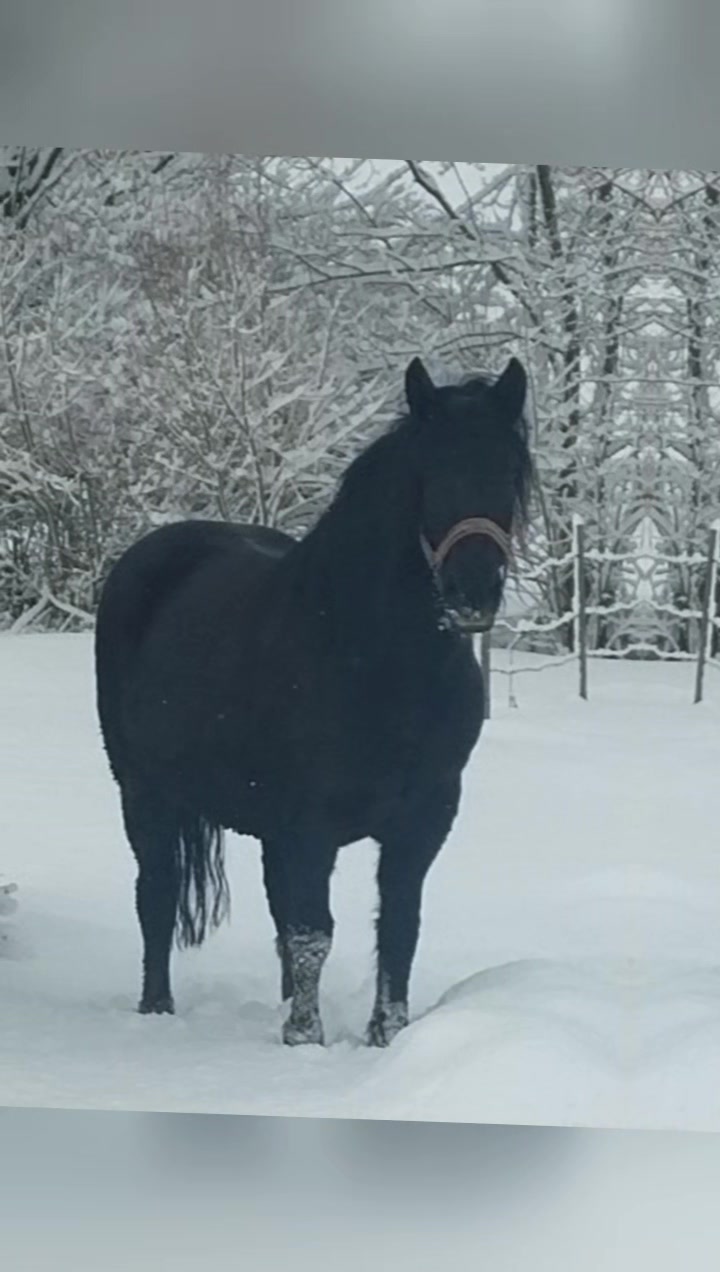 @🐴👑❤️🔥