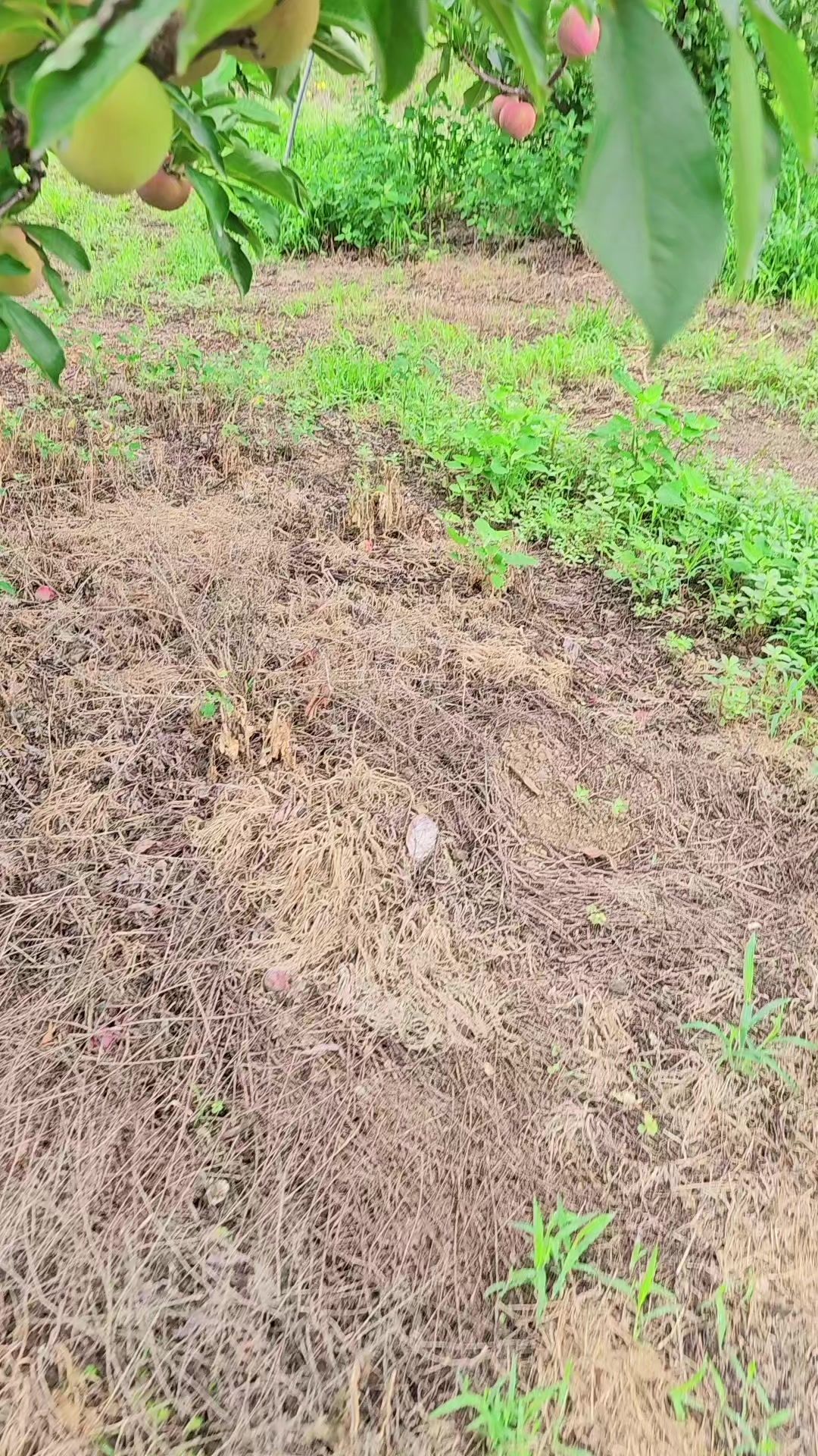 @cố quên tắt cả