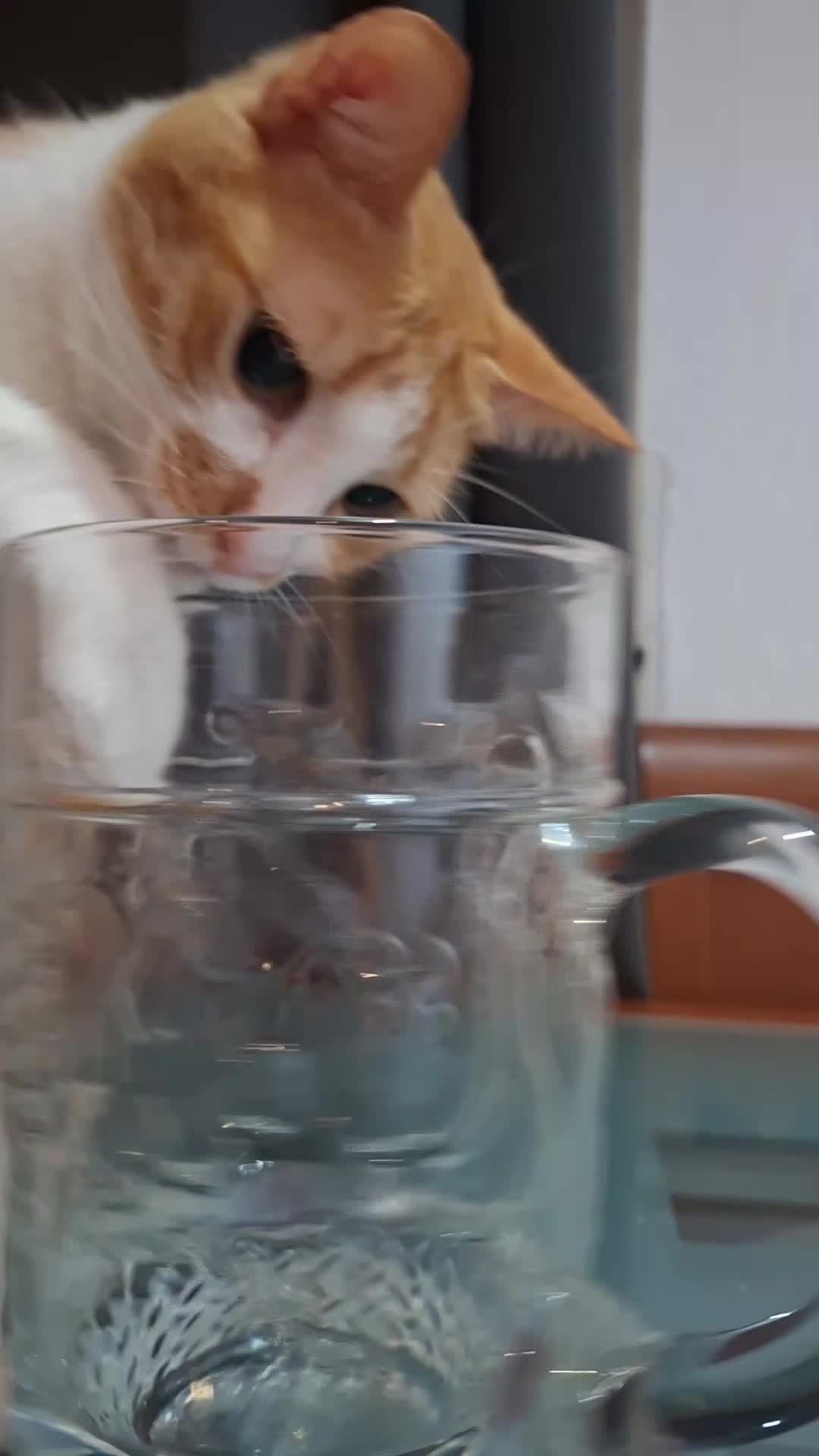 @Happy Cat