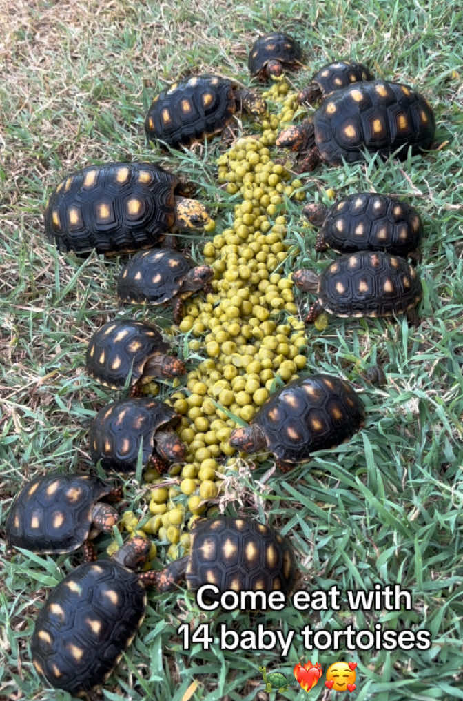 @tortoises sxm🐢