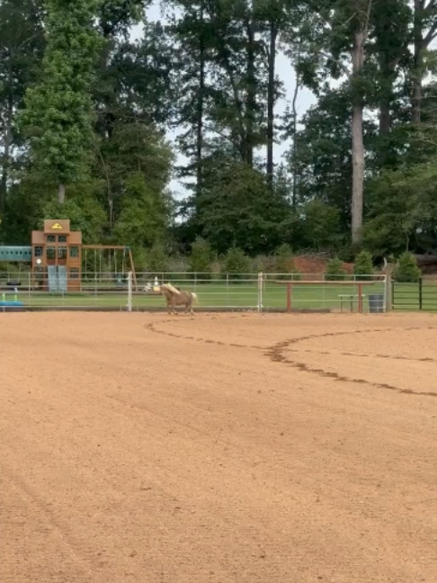 @Horses TikTok