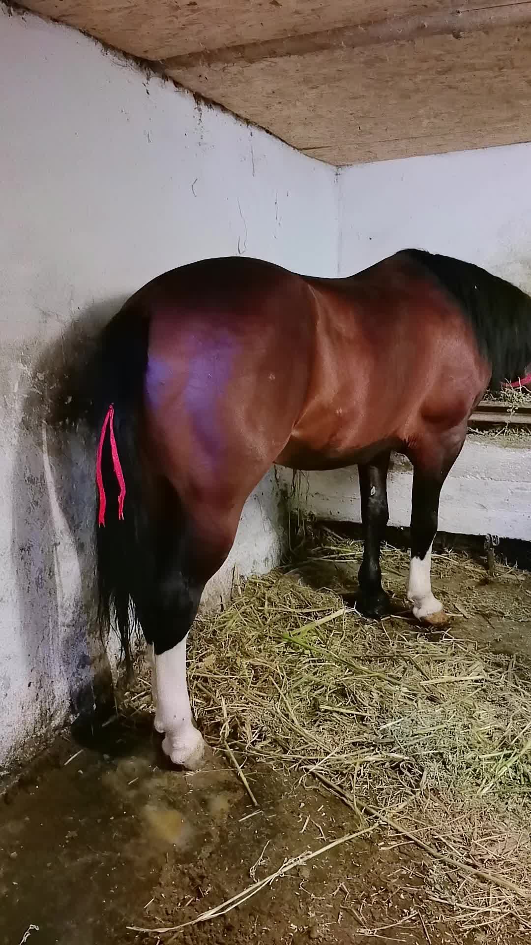 @Jady🐴