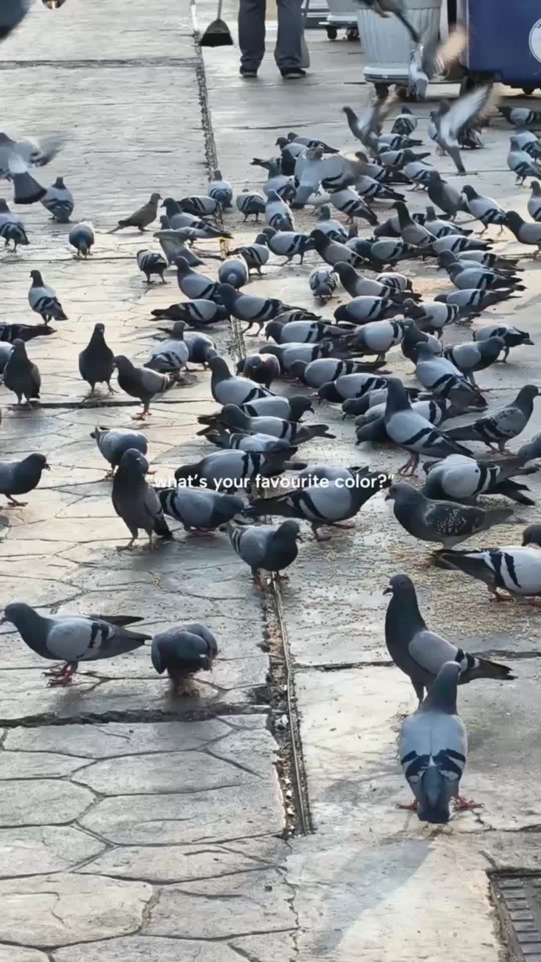 @شائستہ رباب