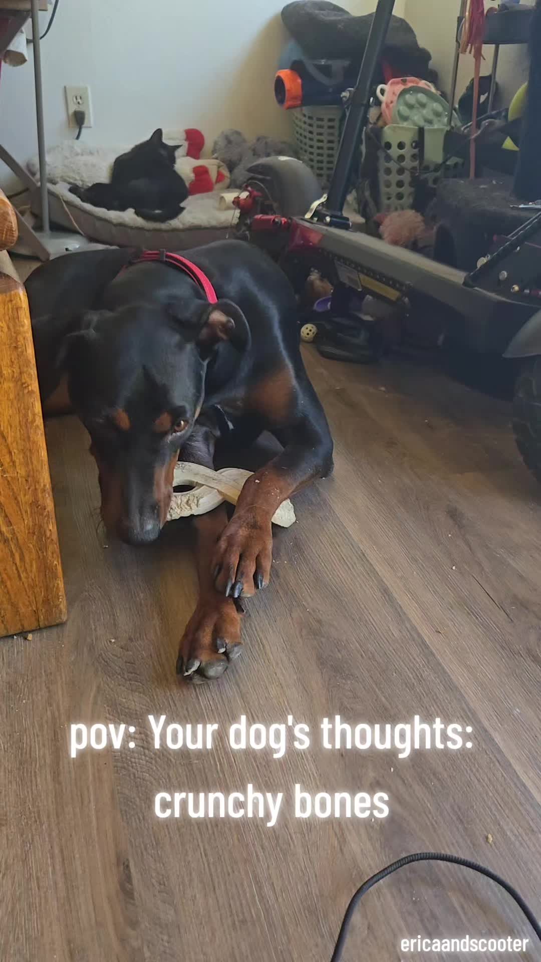 @ericaandscooter
