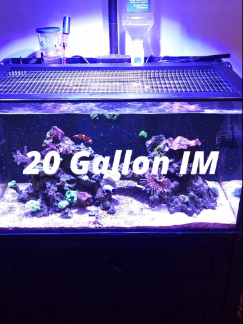 @Mike's Reef Tank