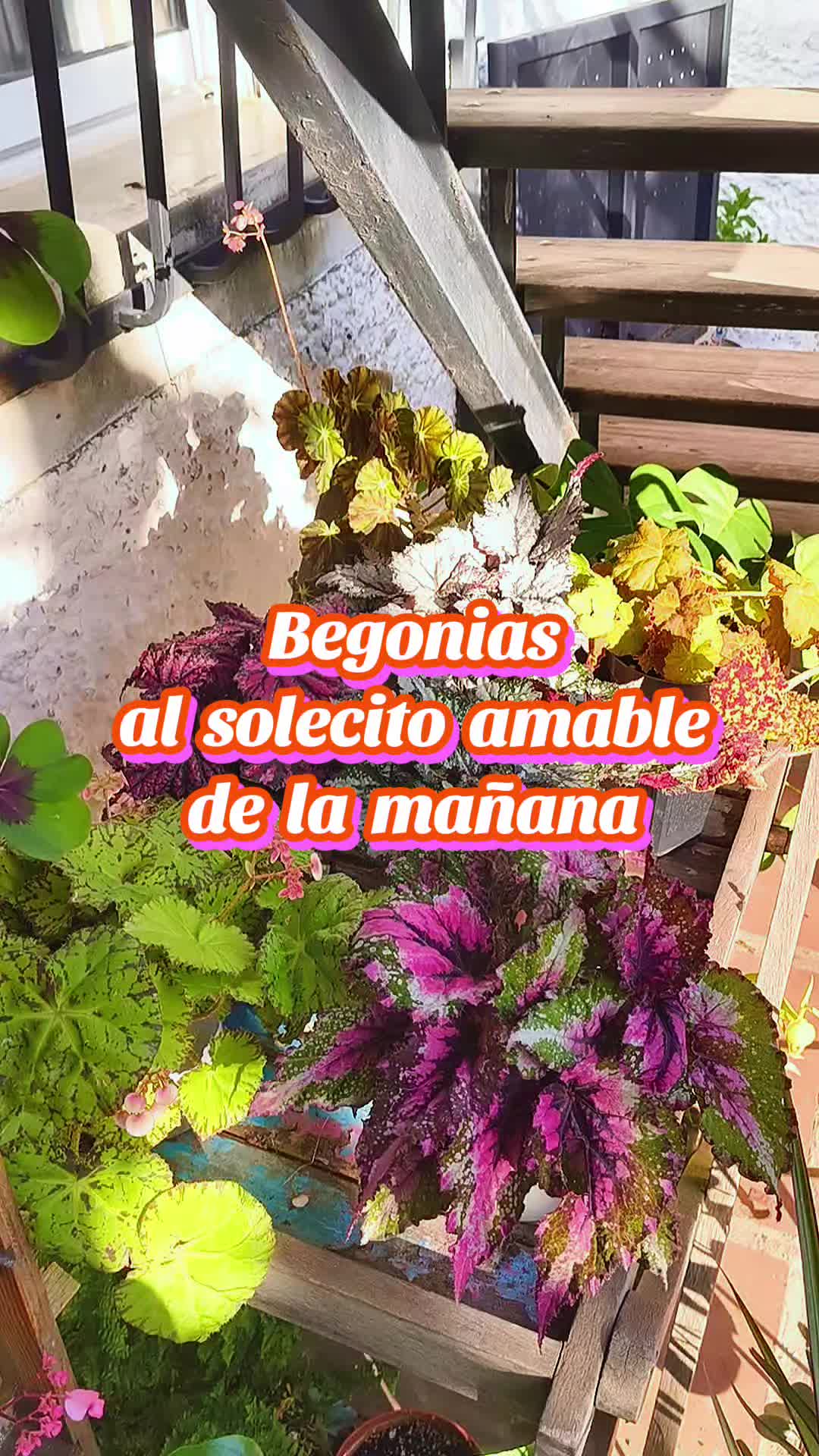 @𝑴𝒊 𝒑𝒂𝒕𝒊𝒐𝒉𝒖𝒆𝒓𝒕𝒐