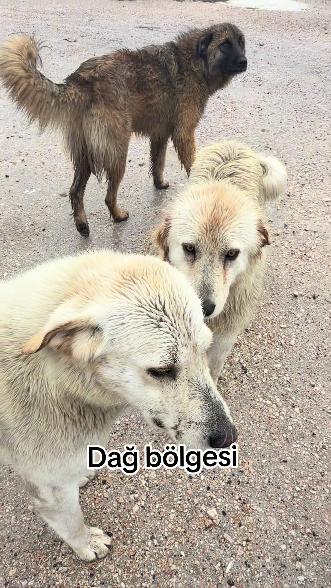 @azaphanecanlari