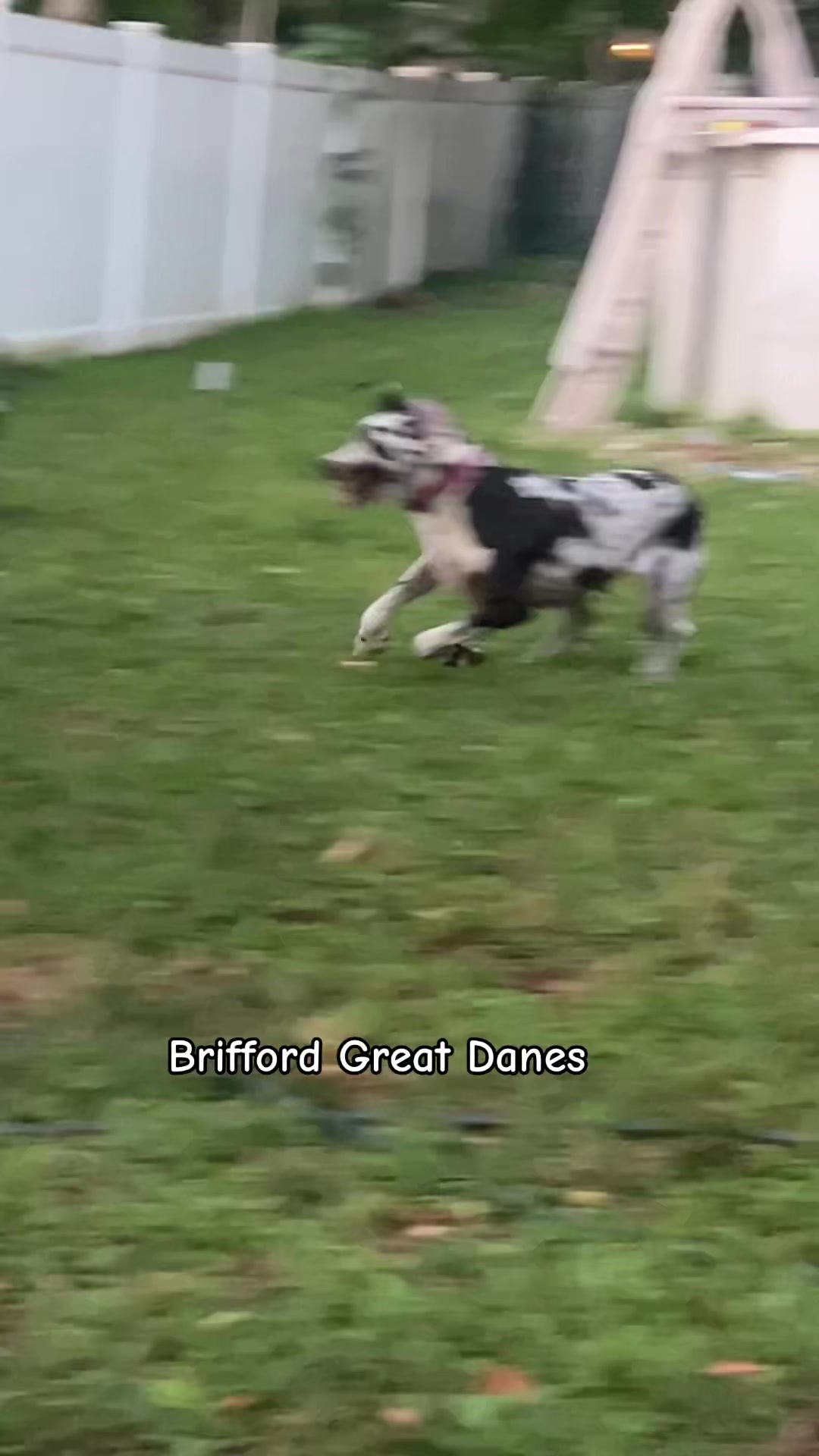 @Brifford Great Danes .com