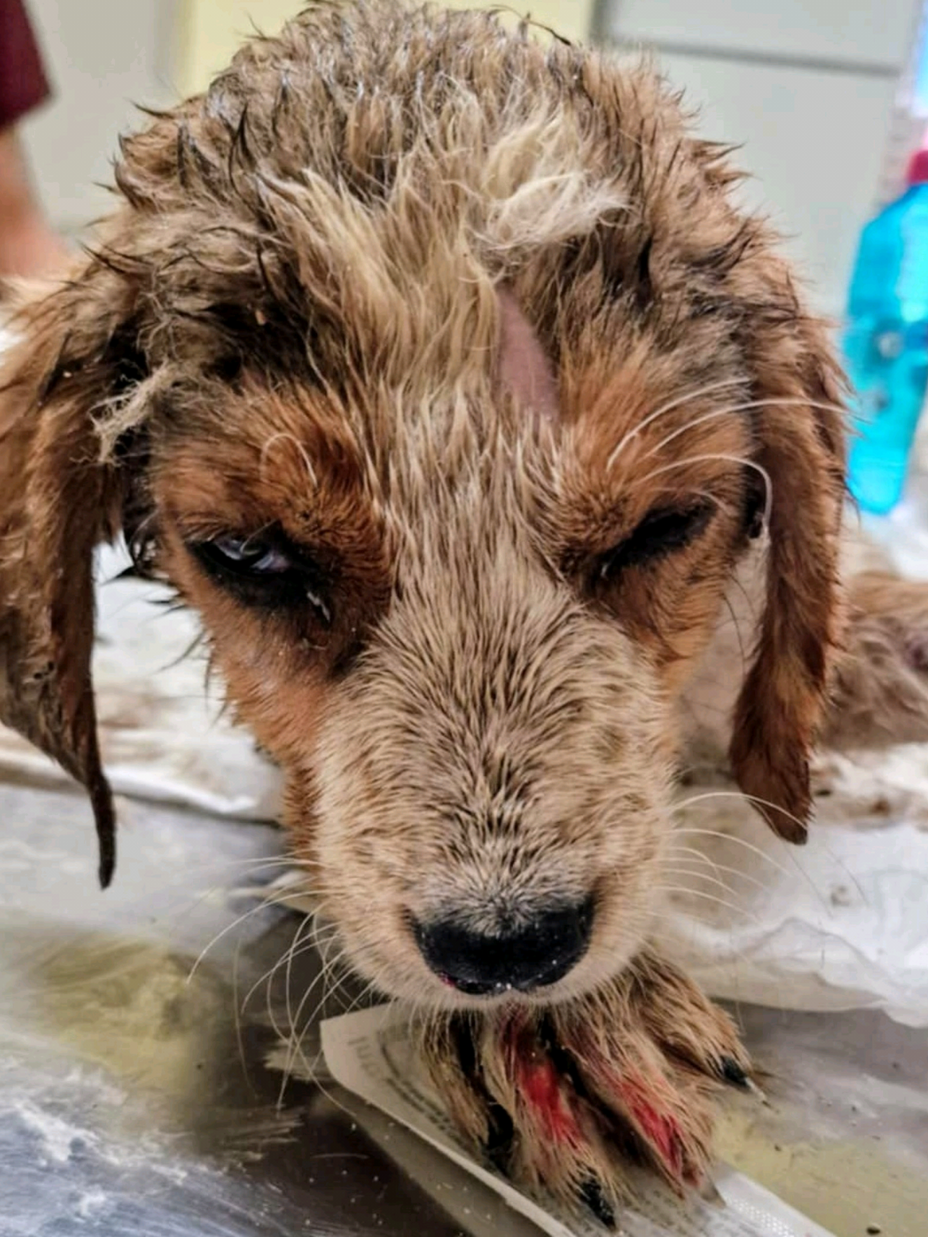 @Greek Animal Rescue