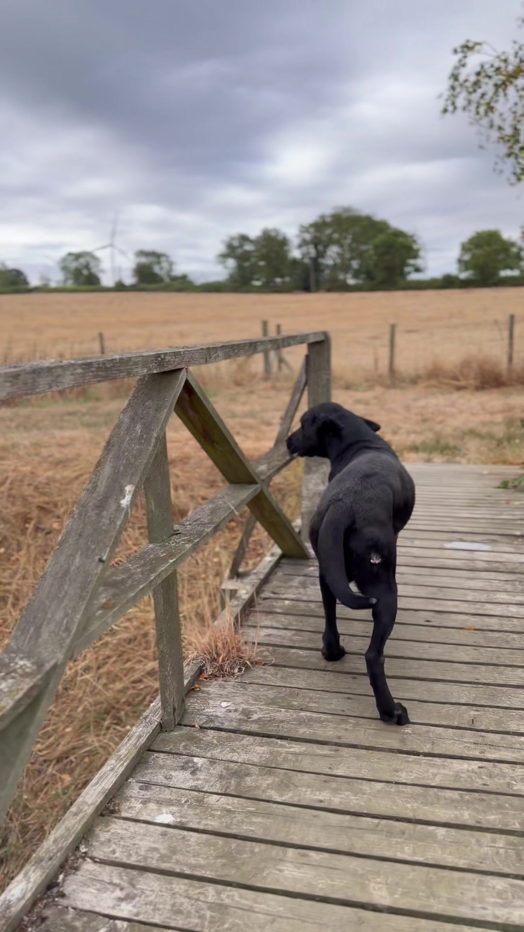 @Alexandra Butler-Enigma Canine