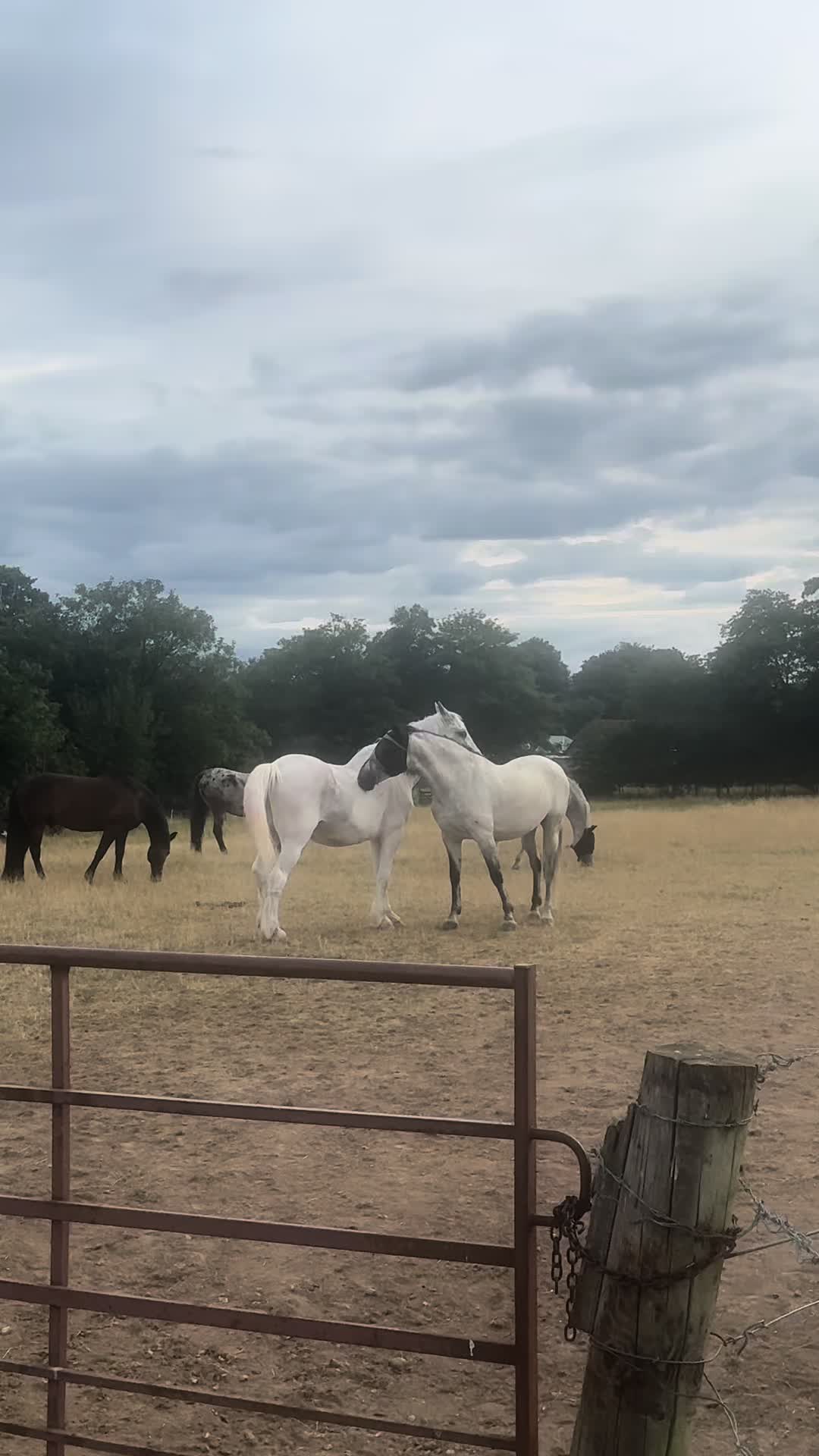 @Slough horses