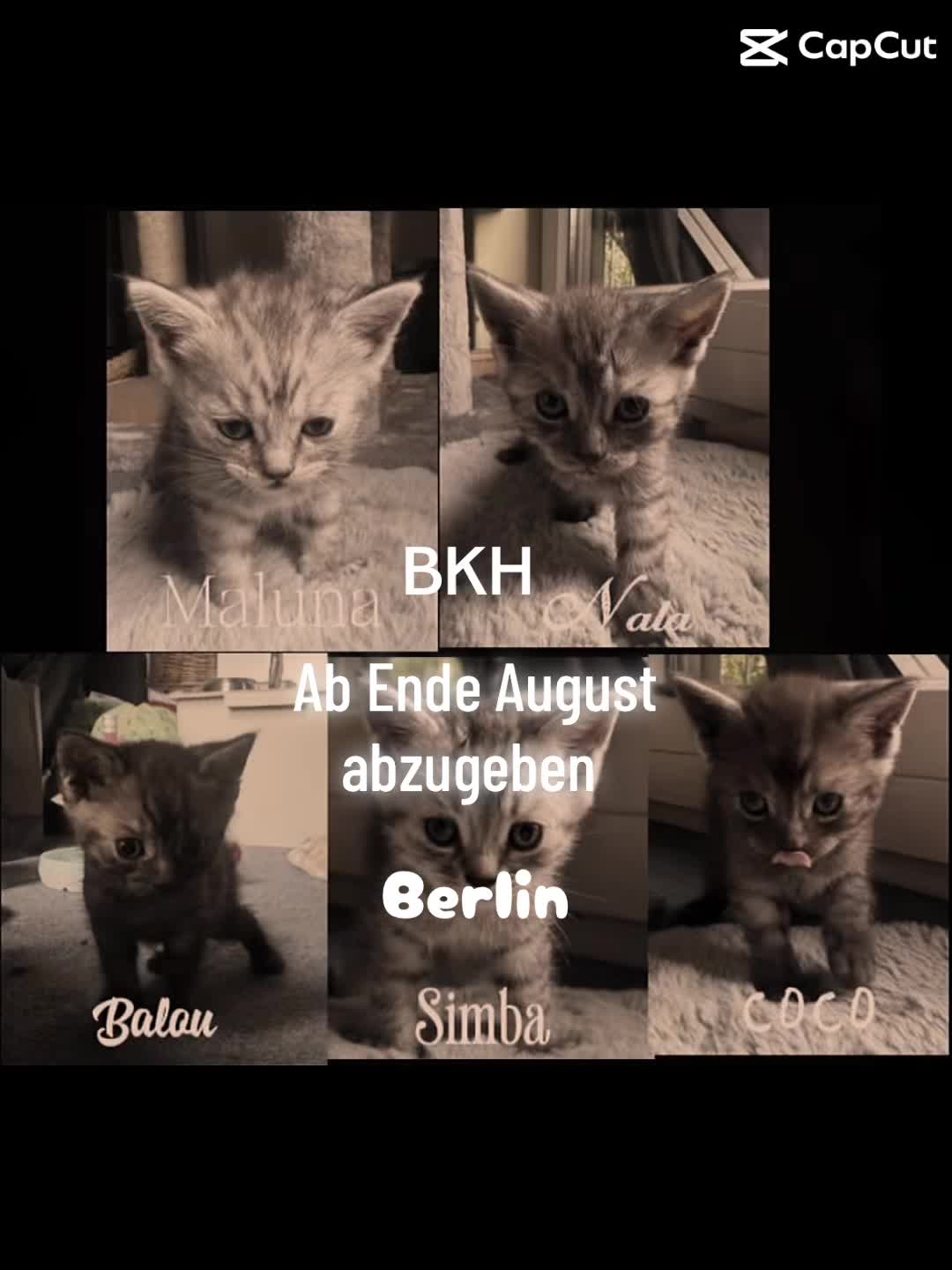 @Cat‘s