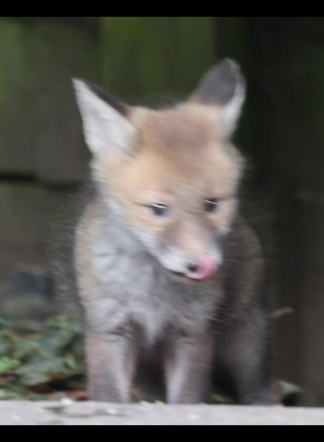 @gp_wildlife