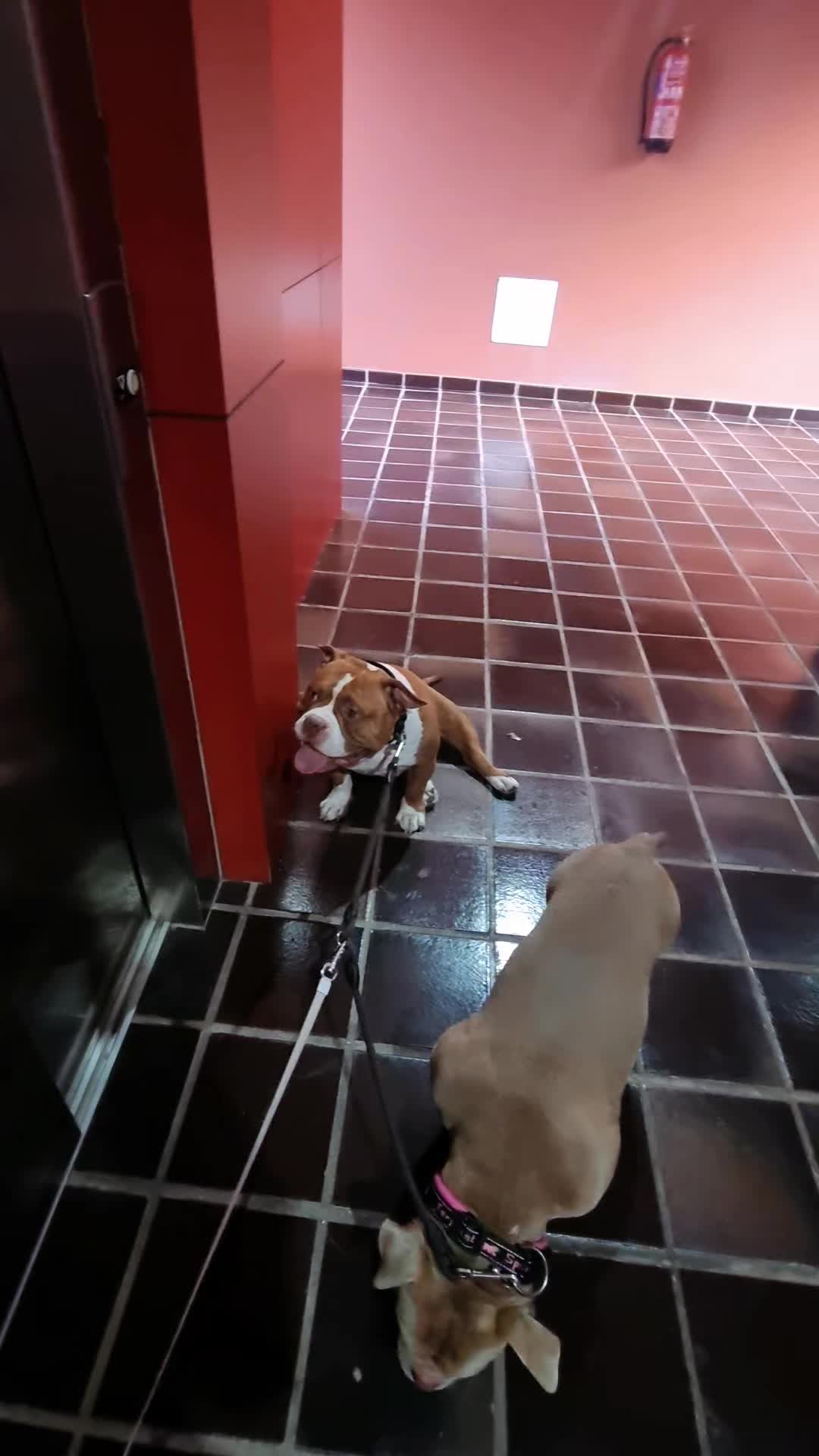 @Americanbully.Boyka