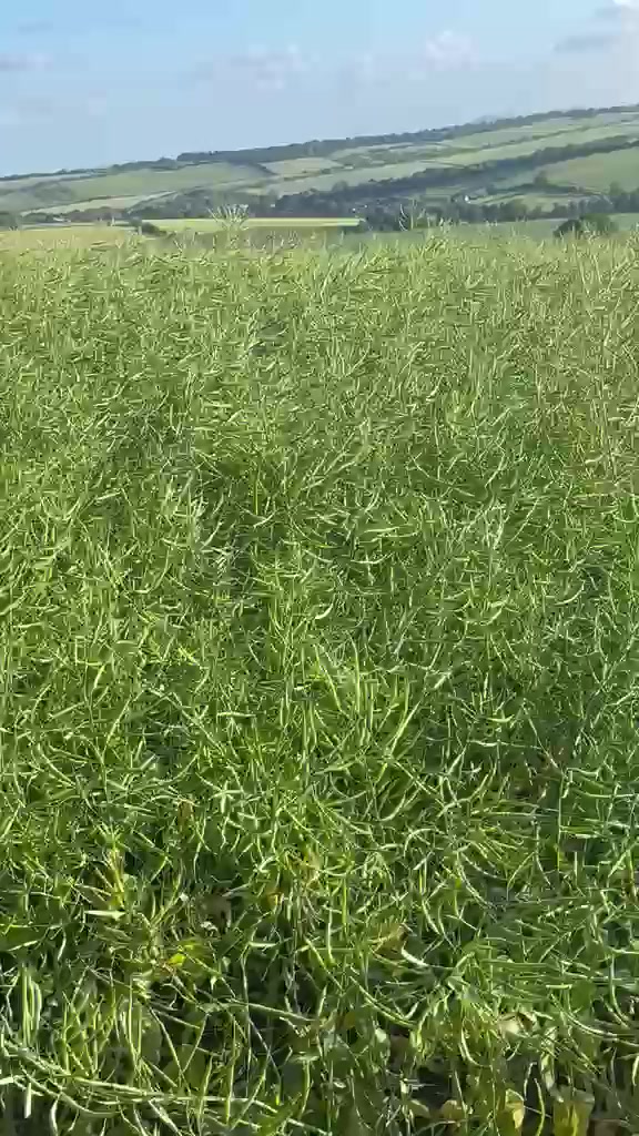 @Ganga Puri Kc