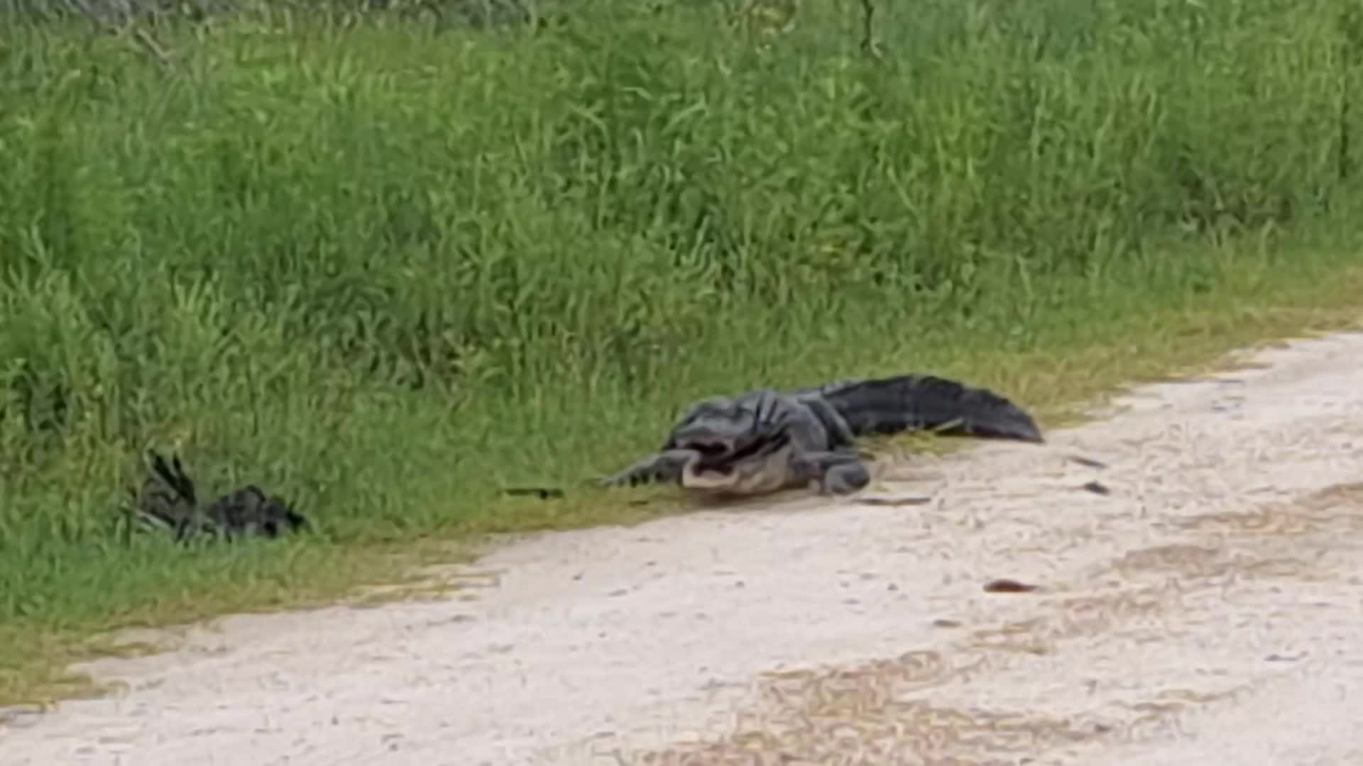 @GatorGirl22