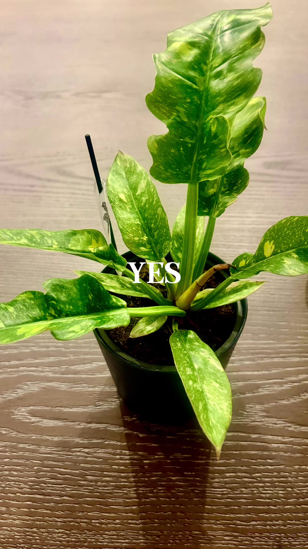 @Courtney &ldquo;DaPettyPlantDad&rdquo;