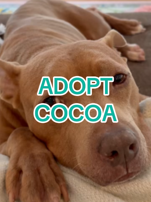 @Adopt a Pet