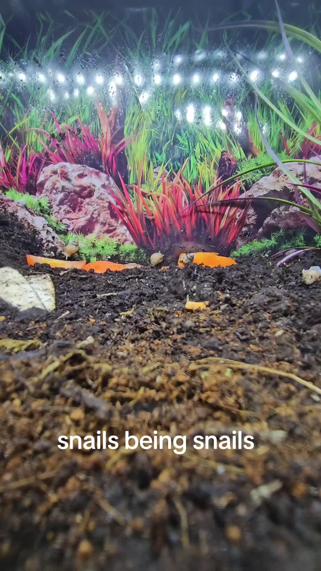 @snail-fr