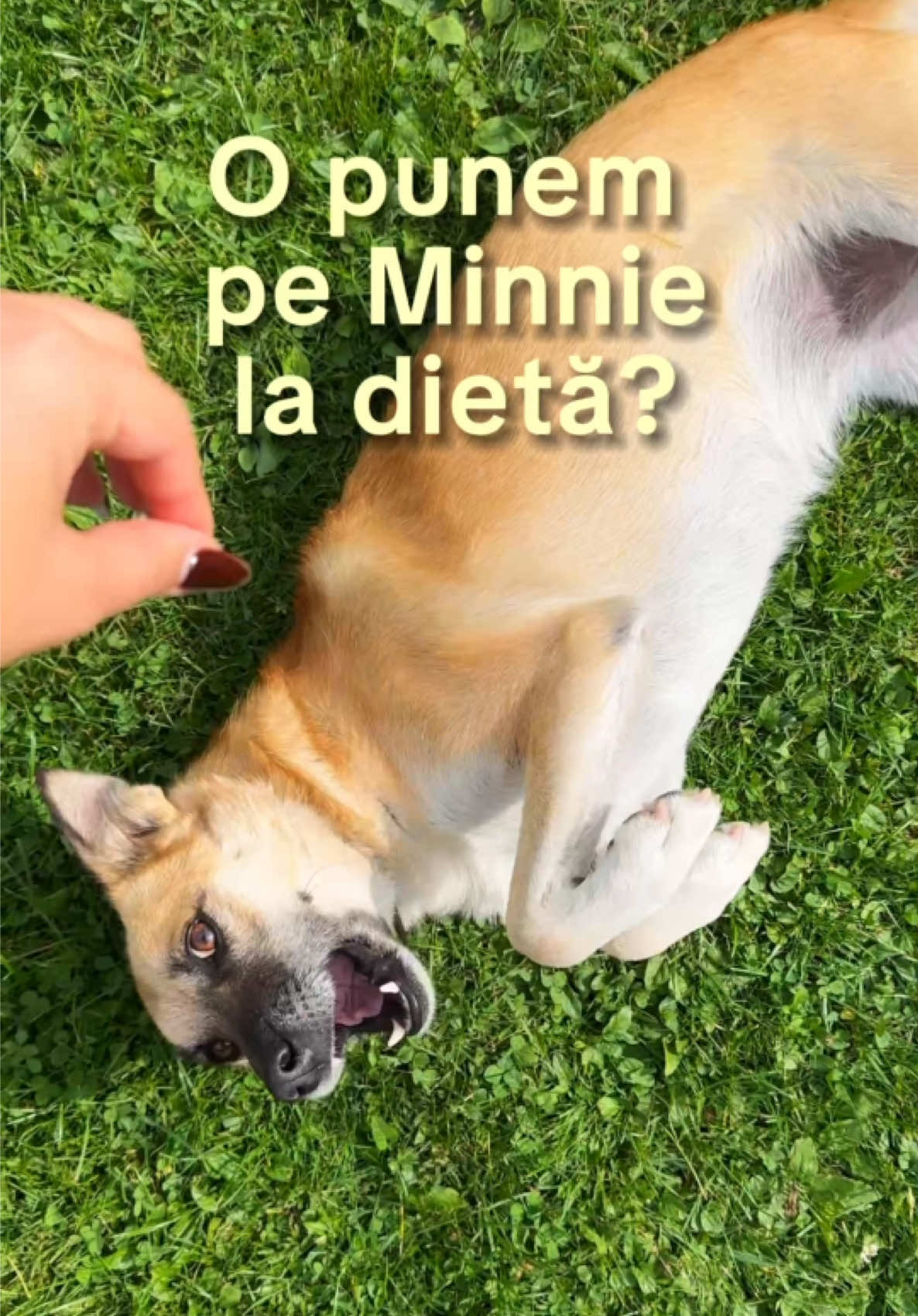 @Dr. Nicola Ioana
