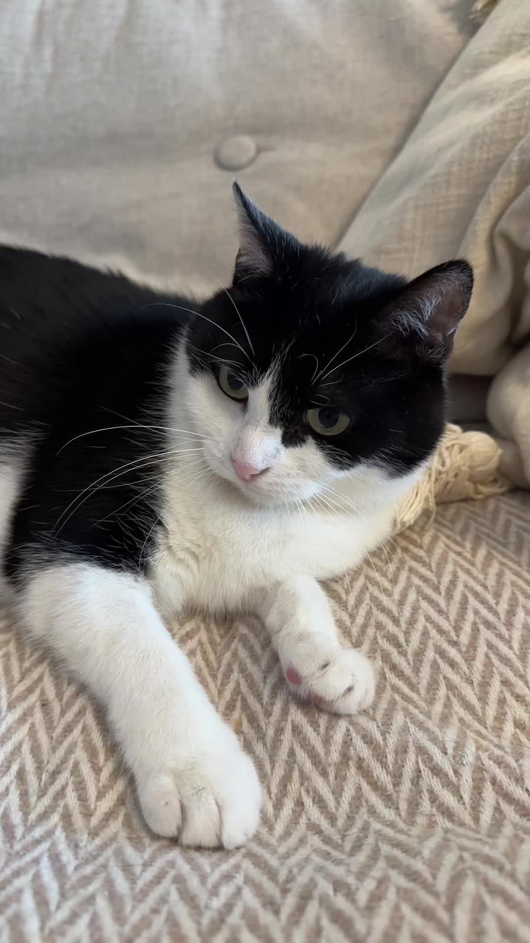 @Kobe the Kitty